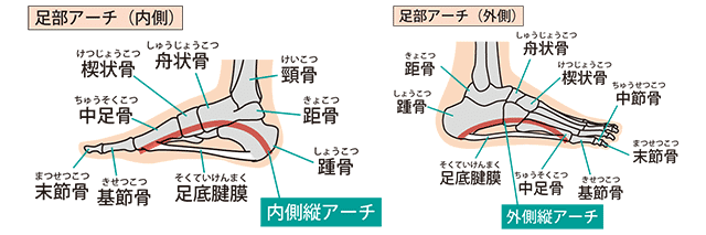 足の解剖図