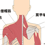 肩関節の整体
